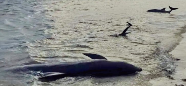 Investigan muertes de delfines