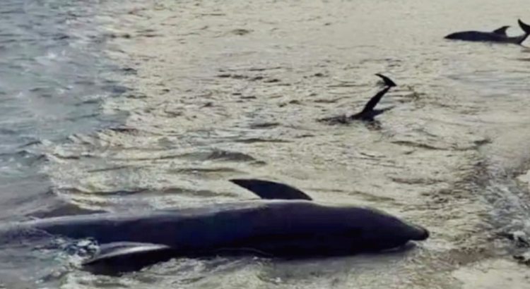 Investigan muertes de delfines