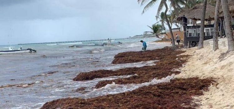 Piden atender erosión de playas y sargazo en el Caribe Mexicano