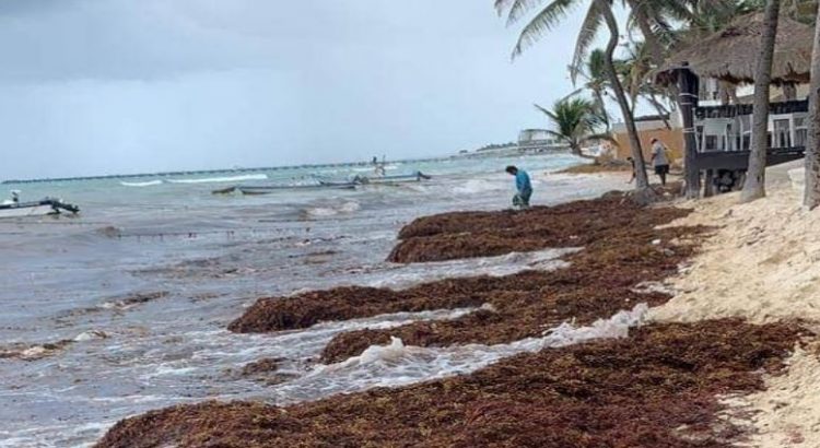 Piden atender erosión de playas y sargazo en el Caribe Mexicano