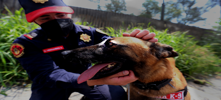 Reconocen labor de 16 años de la Brigada de Vigilancia Animal