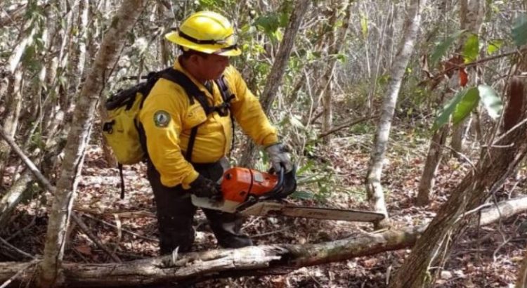 Brigadistas realizan labores de contención en incendio forestal en “Chunek II”