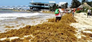 Ofrecen salario de 9 mil pesos por recoger sargazo