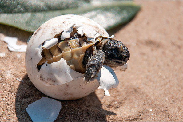 Alrededor de mil 720 huevos de tortuga fueron protegidos en Cancún