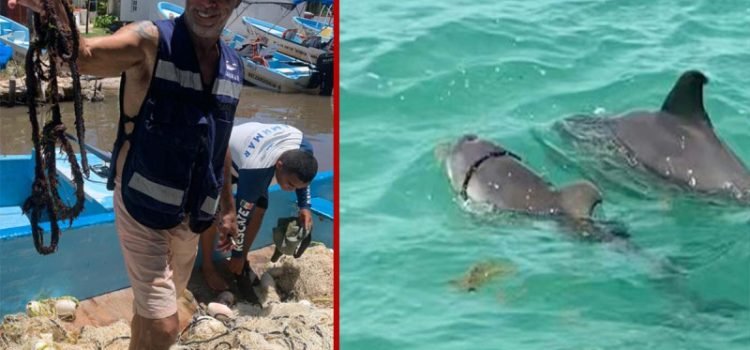 Activistas de Quintana Roo liberaron a un delfín enredado en una cuerda
