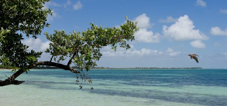 Semarnat busca la declaratoria de 3 nuevas áreas naturales en Quintana Roo