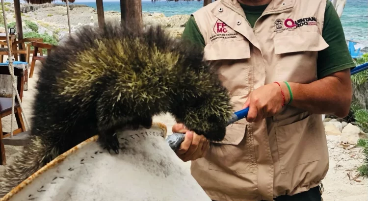 Rescatan a puercoespín en Cozumel; es considerada una especie amenazada