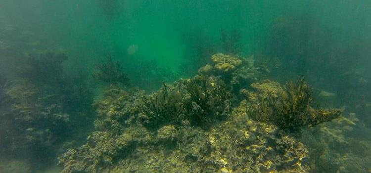 Alertan buzos sobre el blanqueamiento de los corales en la bahía de Akumal