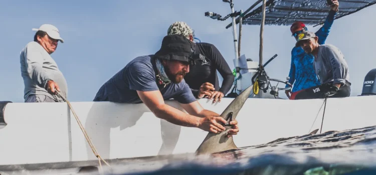 Iniciativa va por sustituir la pesca por turismo sustentable para proteger a tiburones en Quintana Roo