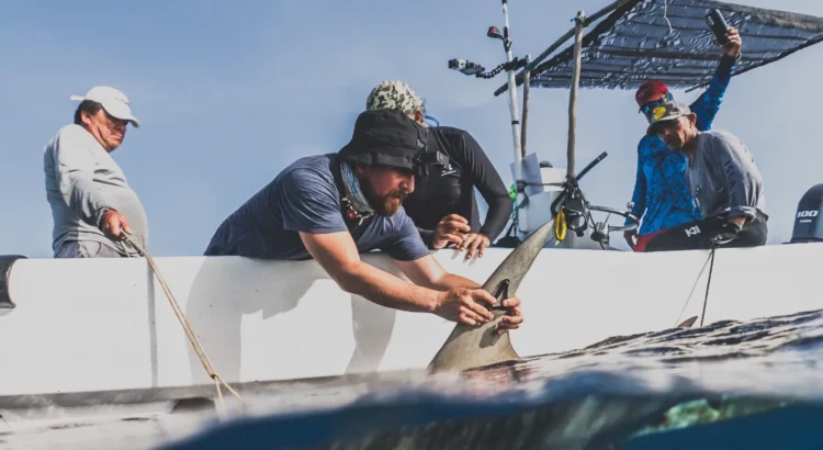 Iniciativa va por sustituir la pesca por turismo sustentable para proteger a tiburones en Quintana Roo