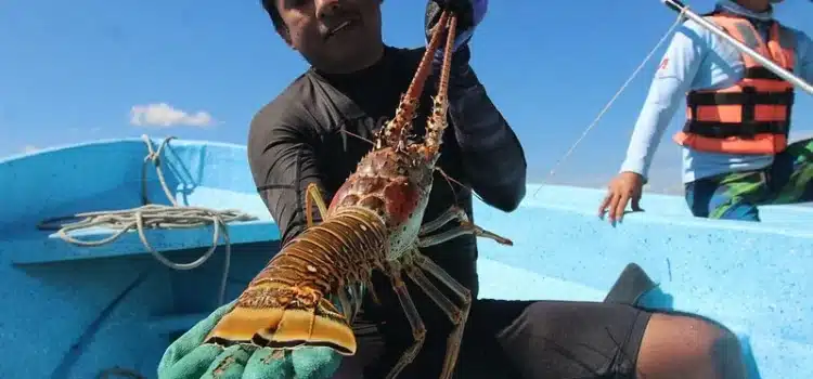 Baja la captura de langosta en Punta Allen