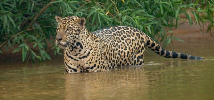 QRoo y Campeche, los estados con el mayor número de ejemplares de jaguar