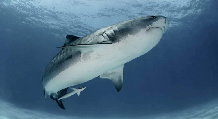 En Isla mujeres exhortan a participar en campaña de redondeo en favor de ex pescadores de tiburón