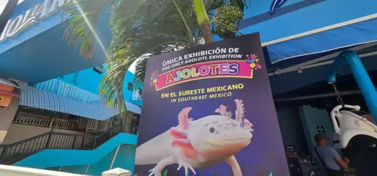 Cancún se une a las actividades para proteger al ajolote