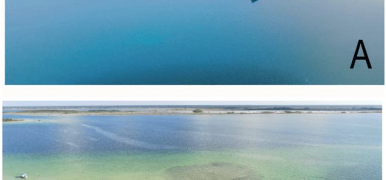 Desaparecieron 37 especies en la laguna de Bacalar