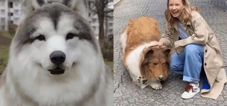 Zoologico ofrece a usuarios experimentar una «vida de perro» Zoologico ofrece a usuarios experimentar una «vida de perro»
