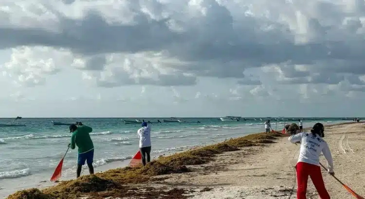 Estiman que llegue a Tulum 30 por ciento más de sargazo que en 2024