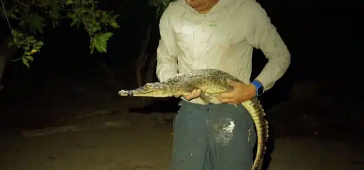 Descubren dos nuevas especies de cocodrilo en Quintana Roo
