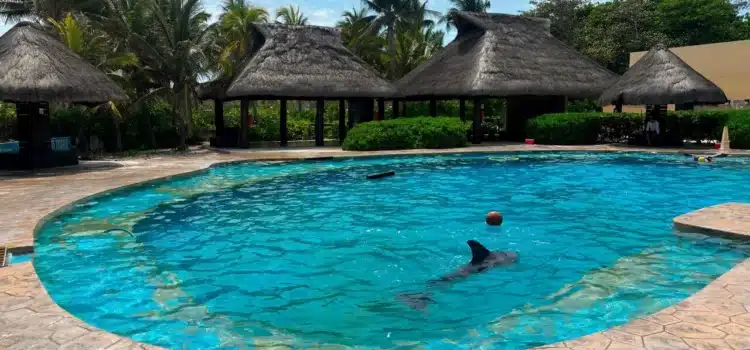 Activistas exigen reubicación de cuatro delfines tras la clausura de delfinario en Riviera Maya