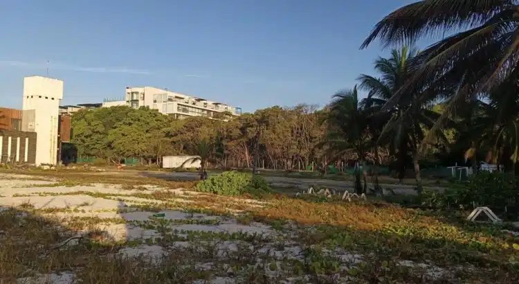 Gobierno municipal niega tala de mangle en Playa Mamitas; no hay licencia de construcción en la zona