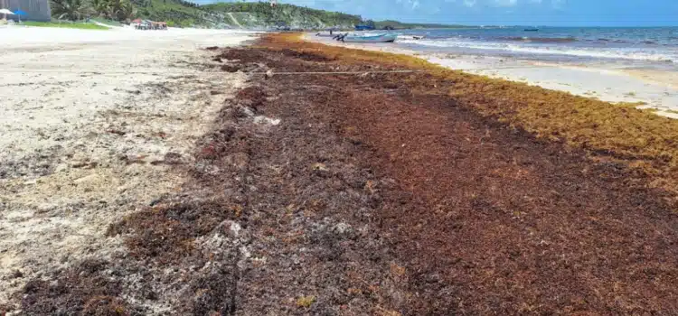 Incrementa arribo de sargazo a las costas de QRoo; ‘Playa’ y Tulum, los más afectados