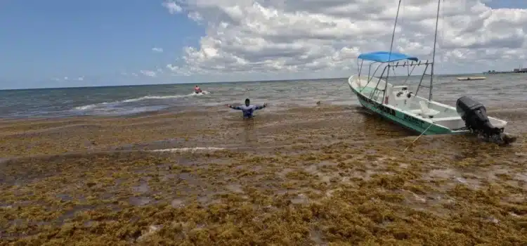 Avanza colocación de barreras antisargazo en Quintana Roo