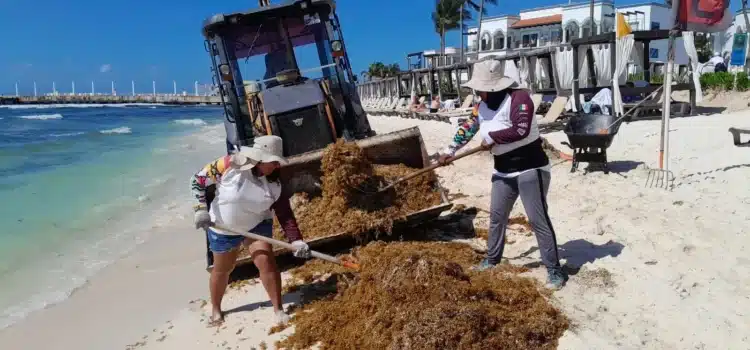 Se está recogiendo un promedio de 200 toneladas de sargazo al día en Playa del Carmen