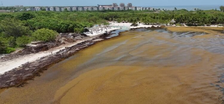 Proponen destinar 25 por ciento de ingresos del sector de turismo para atender recale masivo de sargazo