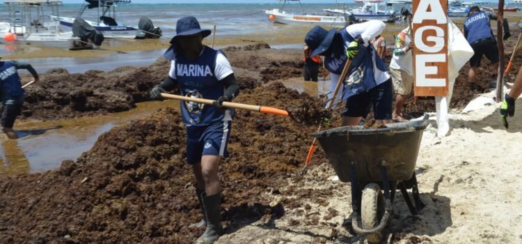 Playa del Carmen intensifica acciones contra el sargazo