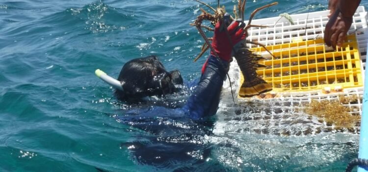 Inicia la temporada de captura de langosta en el caribe mexicano