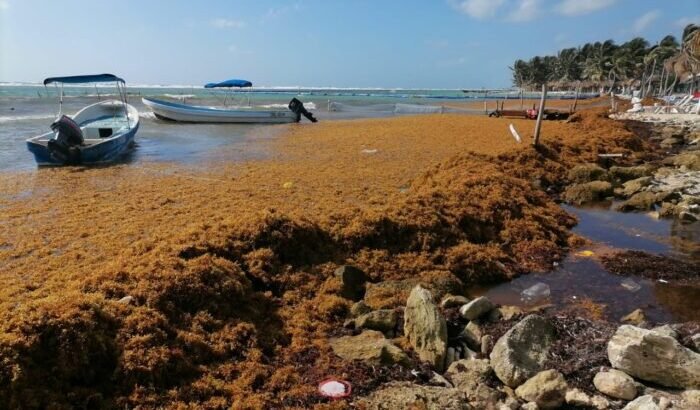 Llegarán más sargazo a playas de Quintana Roo