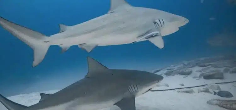 Destacan al tiburón toro como emblema de identidad y conservación de especies en Playa del Carmen Destacan al tiburón toro como emblema de identidad y conservación de especies en Playa del Carmen