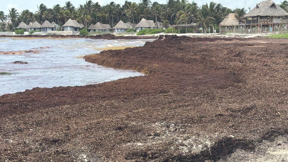 Arribo de sargazo a Tulum amerita declarar emergencia ambiental, advierten especialistas