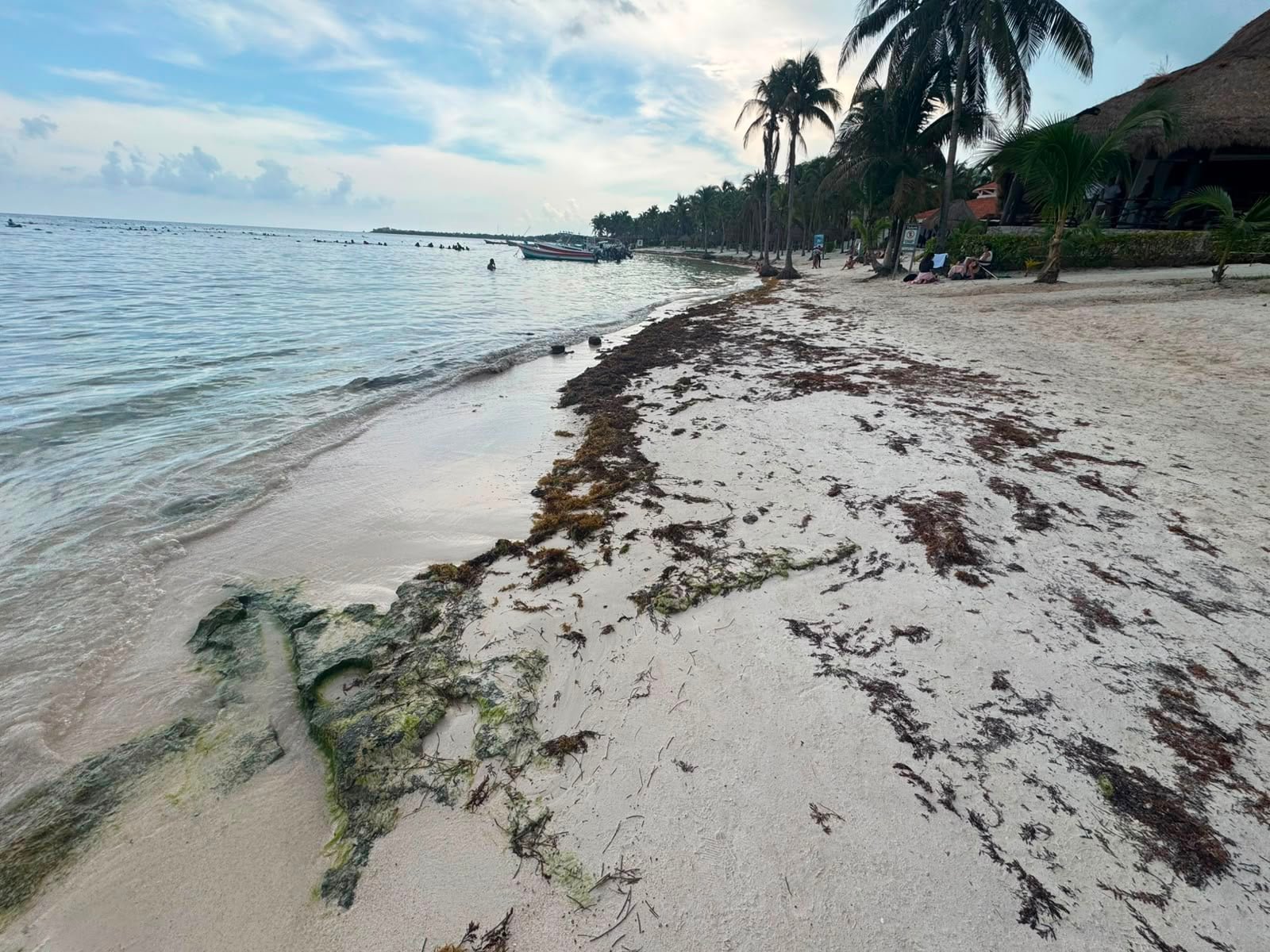 Akumal se organiza contra el sargazo, pero enfrenta pérdida de arena